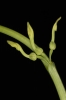 Aristolochia clematitis (01)